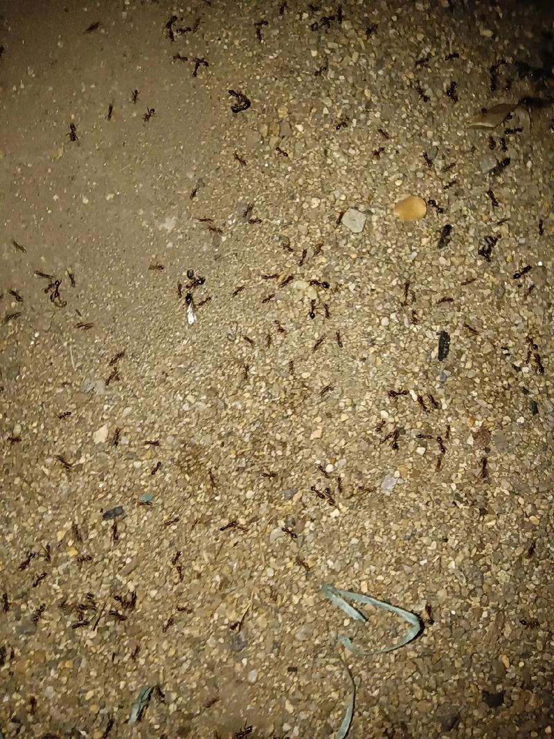 遺憾的涼夜 一個(gè)踩螞蟻窩的夜晚